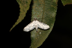 Thyridoidea