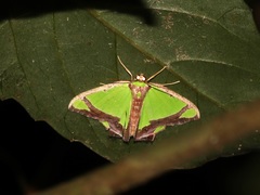 Agathia laetata