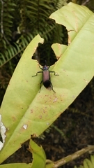 Strongylium auratum
