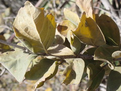 Afrocanthium gilfillanii