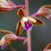 Crested Coralroot Orchid - Photo (c) Bill Dodd, some rights reserved (CC BY-NC)