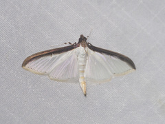 Cydalima laticostalis
