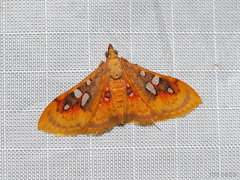 Sameodes pictalis