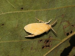 Euproctis taiwana