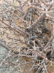 Portulacaria fruticulosa