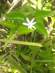 Jasminum nitidum