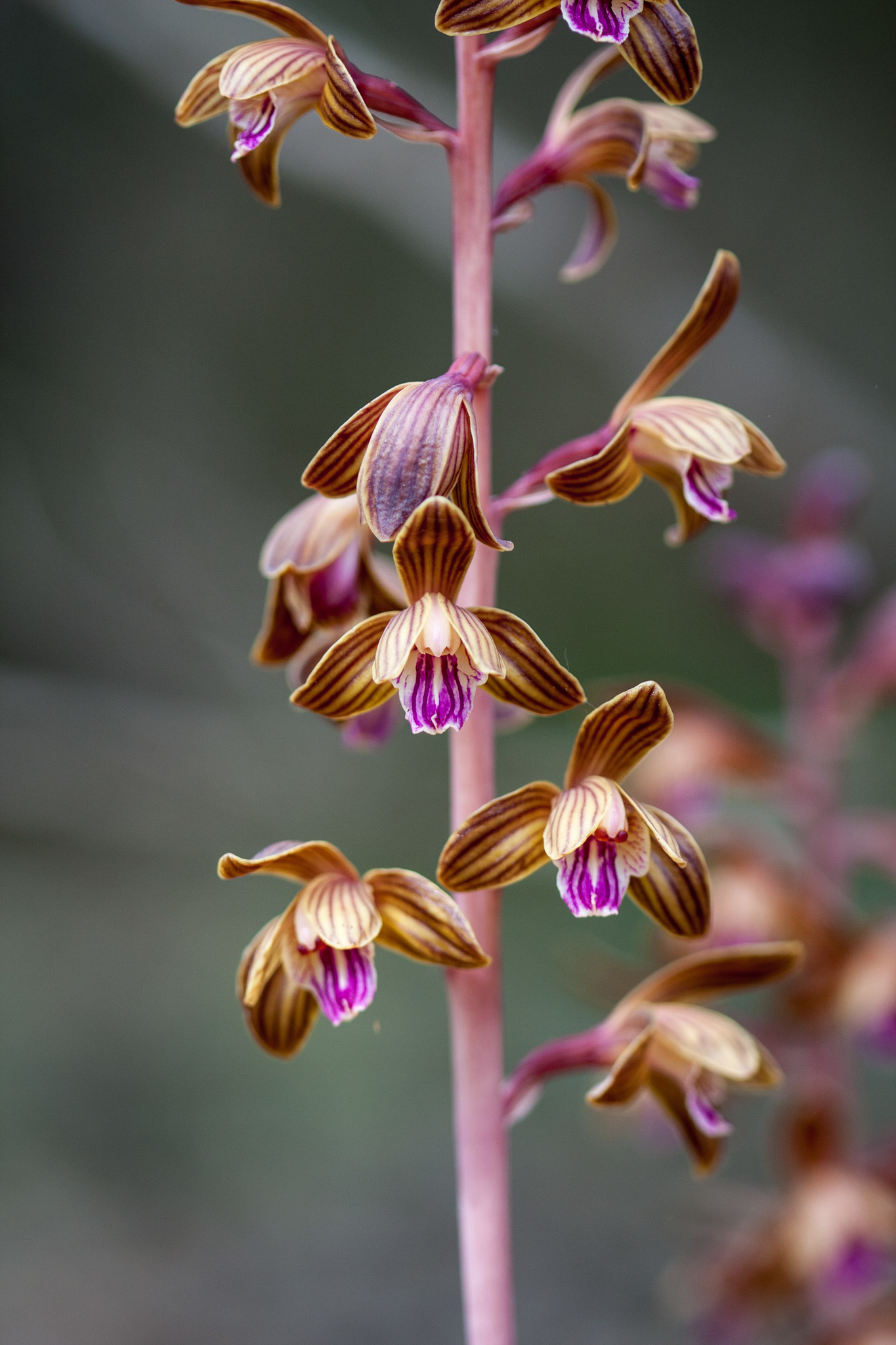 Bletia spicata