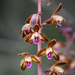 Crested Coralroot Orchid - Photo (c) Bill Dodd, some rights reserved (CC BY-NC)