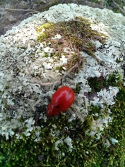 Leptinotarsa rubiginosa