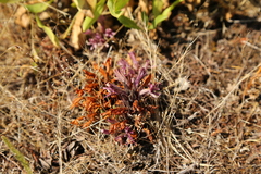 Aphyllon californicum californicum