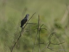 Cacomantis passerinus