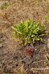 Aphyllon californicum californicum