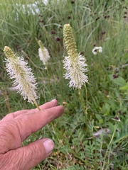Sanguisorba stipulata