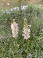 Sanguisorba stipulata