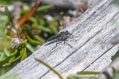 Rhadiurgus variabilis