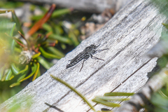 Rhadiurgus variabilis