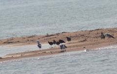 Numenius phaeopus hudsonicus