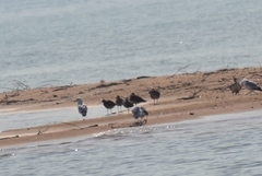 Numenius phaeopus hudsonicus