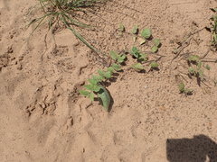 Matelea cynanchoides