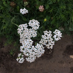 Achillea millefolium