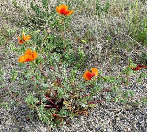 Glaucium grandiflorum, photograph 3