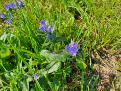 Echium vulgare
