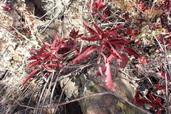 Kalanchoe sexangularis