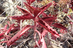 Kalanchoe sexangularis