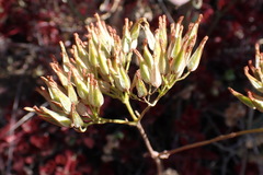 Kalanchoe sexangularis