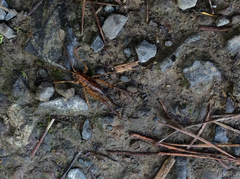Talitropsis