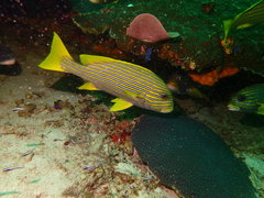 Plectorhinchus polytaenia