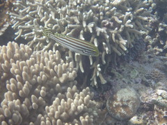 Plectorhinchus lessonii
