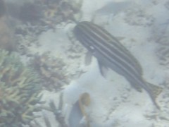 Plectorhinchus lessonii