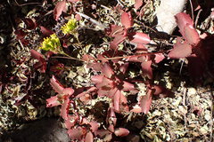 Kalanchoe sexangularis
