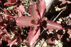 Kalanchoe sexangularis