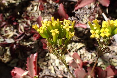 Kalanchoe sexangularis