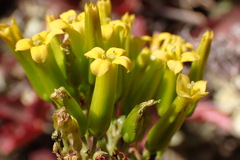Kalanchoe sexangularis