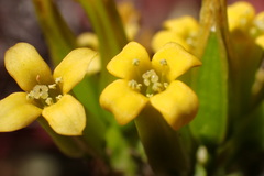 Kalanchoe sexangularis