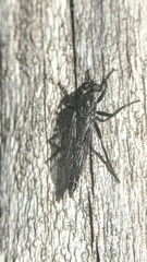 Rhadiurgus variabilis