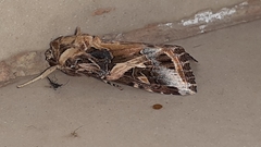 Spodoptera litura