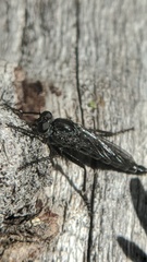 Rhadiurgus variabilis