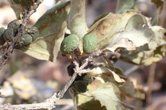 Afrocanthium gilfillanii