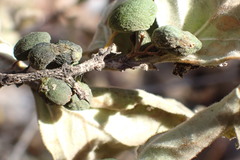 Afrocanthium gilfillanii