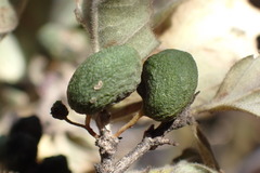 Afrocanthium gilfillanii