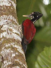 Chrysocolaptes stricklandi