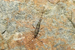 Petrobius brevistylis