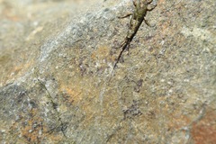 Petrobius brevistylis
