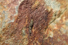 Petrobius brevistylis