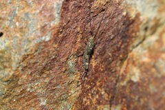 Petrobius brevistylis