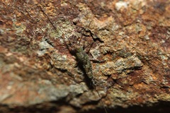 Petrobius brevistylis